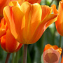 Tulipa Jimmy 11-12 cm verpakt per 100