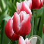 Tulipa Universum 11-12 cm verpakt per 100