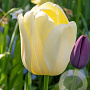Tulipa Ivory Floradale 11-12 cm verpakt per 100