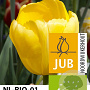 Tulipa Novi Sun 11-12 cm verpakt per 100