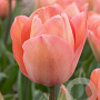 Tulipa Salmon van Eijk 11-12 cm verpakt per 100