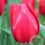 Tulipa Yosemite 11-12 cm verpakt per 100