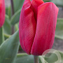 Tulipa Red Paradise 11-12 cm verpakt per 100