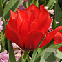 Tulipa Roodkapje Dubbel 11-12 cm verpakt per 100