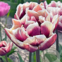 Tulipa Wyndham 11-12 cm verpakt per 100