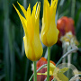 Tulipa Flashback 11-12 cm verpakt per 100