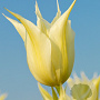 Tulipa Johan Cruyff 11-12 cm verpakt per 100