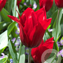 Tulipa Pretty Woman 11-12 cm verpakt per 100