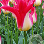 Tulipa Strawberry Romanoff 11-12 cm verpakt per 100