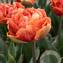 Tulipa Brisbane 11-12 cm verpakt per 100