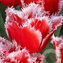 Tulipa New Santa 11-12 cm verpakt per 100