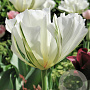 Tulipa White Valley 11-12 cm verpakt per 100