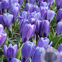 Crocus Blue Ocean 8-9 cm verpakt per 100