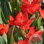 Tulipa Praestans Zwanenburg Variety 8-9 cm verpakt per 100