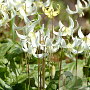 Erythronium revolutum White Beauty GM verpakt per 50