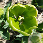 Tulipa Green Power verpakt per 100