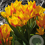 Tulipa Heweri verpakt per 100