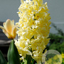 Hyacinthen City of Haarlem verpakt per 50