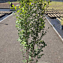 Ligustrum ovalifolium 125-150 cm 10L