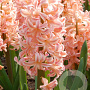 Hyacinthen Gipsy Queen verpakt per 50