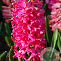 Hyacinthen Jan Bos verpakt per 50