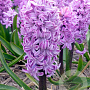 Hyacinthen Purple Voice verpakt per 50