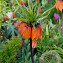 Fritillaria imp. Aurora 24 CM verpakt per 10