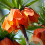 Fritillaria imp. Rubra Maxima 24 CM verpakt per 10