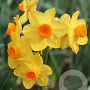 Narcissus Grand Soleil d'Or 15-17CM verpakt per 50