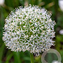 Allium White Giant 20 cm verpakt per 25