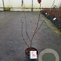 Magnolia soulangeana 40-50 cm 5,0L