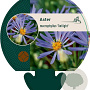 Aster macrophyllus 'Twilight' GM P9