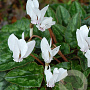 Cyclamen hederif. 'Album' 10 cm verpakt per 25