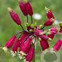 Dichelostemma ida-maia 5 cm verpakt per 100
