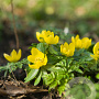 Eranthis cilicica verpakt per 100