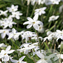 Ipheion unifl. 'Alberto Castillo' 5 cm verpakt per 100