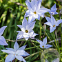 Ipheion unifl. 'Wisley Blue' verpakt per 100