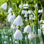 Leucojum aestivum 10-12 mm verpakt per 100
