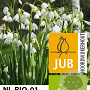 Leucojum aestivum 'Gravetye Giant' 12-14 cm verpakt per 10