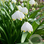Leucojum vernum GM verpakt per 100