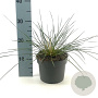 Stipa gigantea GM 2,0L