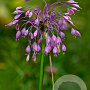 Allium cernuum GM verpakt per 100