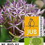 Allium christophii 14 CM verpakt per 25
