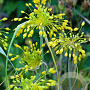 Allium flavum GM verpakt per 100