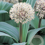 Allium karataviense 12-14 cm verpakt per 10