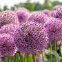 Allium 'Lucky Balloons' 18-20 cm verpakt per 2