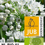 Allium neapolitanum verpakt per 100
