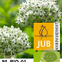 Allium nigrum 12 cm verpakt per 100