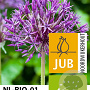 Allium 'Purple Rain' 12-14 cm verpakt per 10