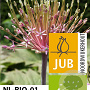 Allium schubertii 12-14 cm verpakt per 25